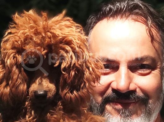 MİNYATÜR UYGUN FİYAT POODLE YAVRULAR