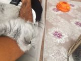 Safkan Mavi̇ Göz