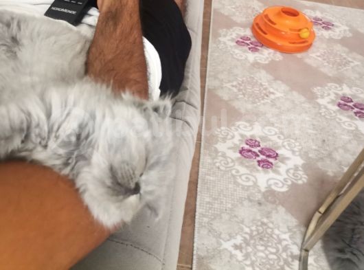 Safkan Mavi̇ Göz görsel