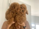Wc Eğitimli En Güzel Toy Poodle Yavrularımız