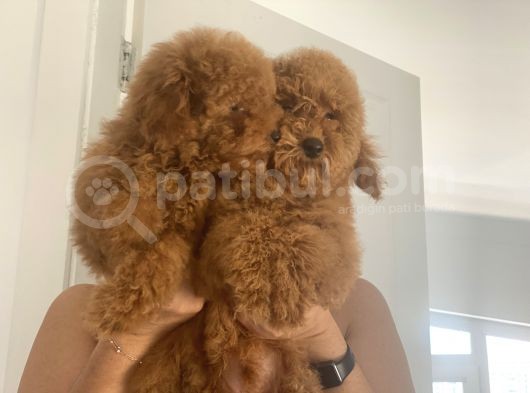Wc Eğitimli En Güzel Toy Poodle Yavrularımız görsel