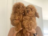Wc Eğitimli En Güzel Toy Poodle Yavrularımız