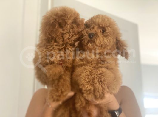 Wc Eğitimli En Güzel Toy Poodle Yavrularımız görsel