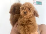 Wc Eğitimli En Güzel Toy Poodle Yavrularımız