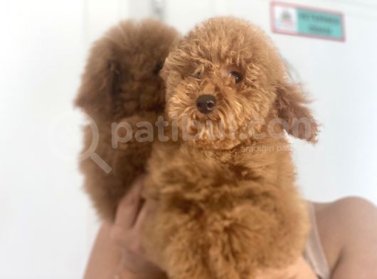 Wc Eğitimli En Güzel Toy Poodle Yavrularımız görsel