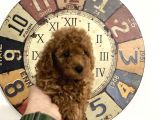 Çok Özel Tea Cup Kore Poodle Yavrular Garantili