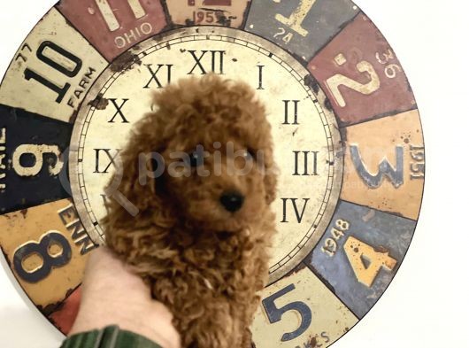 Çok Özel Tea Cup Kore Poodle Yavrular Garantili görsel