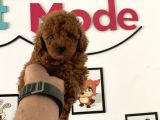 Çok Özel Tea Cup Kore Poodle Yavrular Garantili