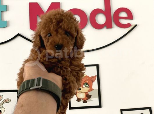 Çok Özel Tea Cup Kore Poodle Yavrular Garantili görsel