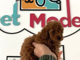Çok Özel Tea Cup Kore Poodle Yavrular Garantili