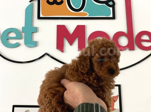 Çok Özel Tea Cup Kore Poodle Yavrular Garantili görsel