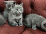 Anne Altından En Güzel British Shorthair Yavrularımız