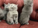 Anne Altından En Güzel British Shorthair Yavrularımız