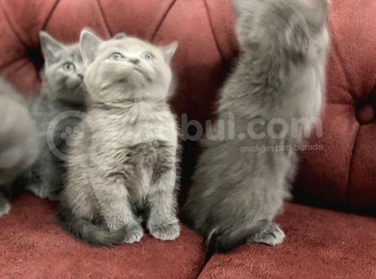 Anne Altından En Güzel British Shorthair Yavrularımız görsel