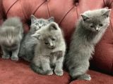 Anne Altından En Güzel British Shorthair Yavrularımız