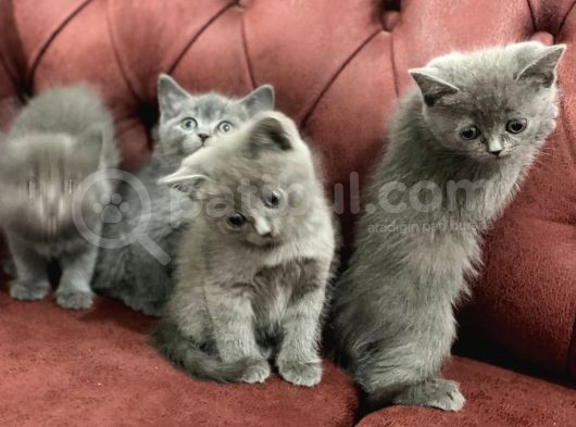 Anne Altından En Güzel British Shorthair Yavrularımız görsel