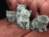 Anne Altından En Güzel British Shorthair Yavrularımız