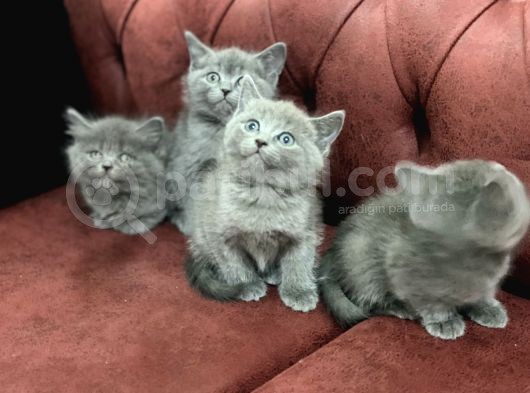Anne Altından En Güzel British Shorthair Yavrularımız görsel