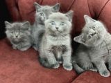 Anne Altından En Güzel British Shorthair Yavrularımız