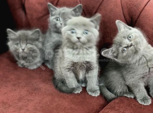 Anne Altından En Güzel British Shorthair Yavrularımız görsel