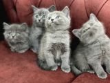 Anne Altından En Güzel British Shorthair Yavrularımız