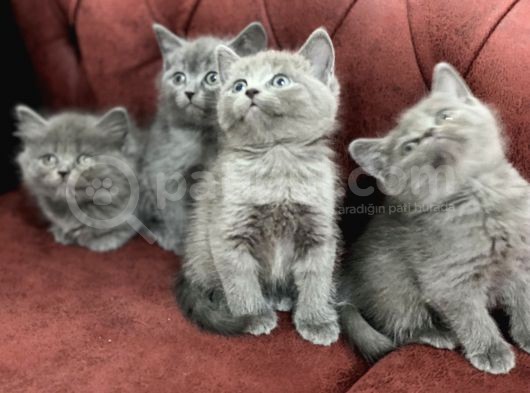 Anne Altından En Güzel British Shorthair Yavrularımız görsel