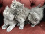 Nasir Olan British Longhair Yavrularımız