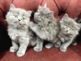 Nasir Olan British Longhair Yavrularımız