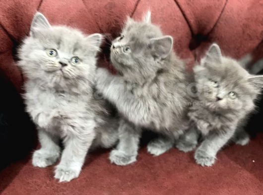 Nasir Olan British Longhair Yavrularımız görsel