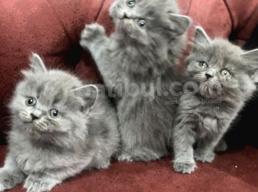 Nasir Olan British Longhair Yavrularımız görsel