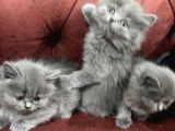 Nasir Olan British Longhair Yavrularımız