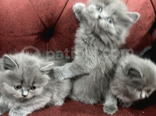 Nasir Olan British Longhair Yavrularımız görsel