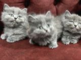 Nasir Olan British Longhair Yavrularımız