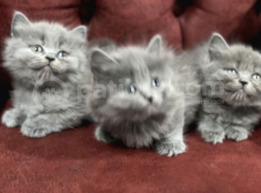 Nasir Olan British Longhair Yavrularımız görsel