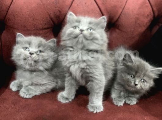 Nasir Olan British Longhair Yavrularımız görsel