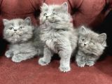 Nasir Olan British Longhair Yavrularımız