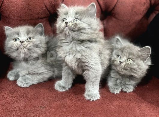 Nasir Olan British Longhair Yavrularımız görsel