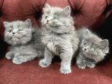 Nasir Olan British Longhair Yavrularımız