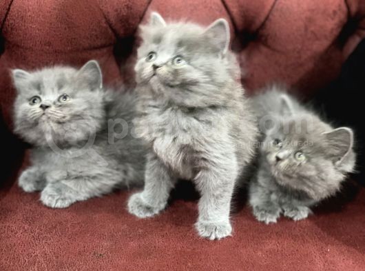 Nasir Olan British Longhair Yavrularımız görsel