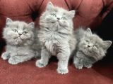 Nasir Olan British Longhair Yavrularımız