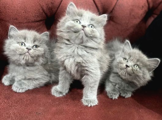 Nasir Olan British Longhair Yavrularımız görsel