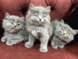Nasir olan British Longhair Yavrularımız