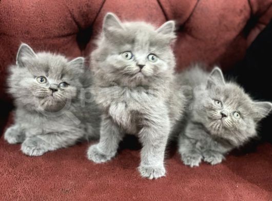 Nasir Olan British Longhair Yavrularımız