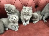 Anne Altından En Güzel British Shorthair Yavrularımız