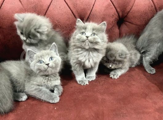 Anne Altından En Güzel British Shorthair Yavrularımız