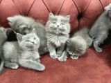 Anne Altından En Güzel British Shorthair Yavrularımız