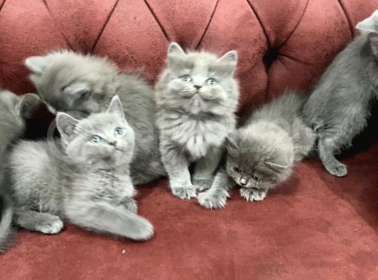 Anne Altından En Güzel British Shorthair Yavrularımız görsel