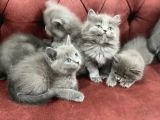 Anne Altından En Güzel British Shorthair Yavrularımız