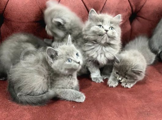 Anne Altından En Güzel British Shorthair Yavrularımız görsel