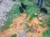 Safkan Alman Kurdu Yavruları